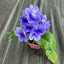 [Bare-root] Streptocarpus 'Blue Ice' 帝伯利堇兰 [Wishlist]