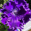 [Bare-root] Streptocarpus ’DS Riushele‘ 吕舍莱堇兰 [Wishlist]