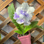 [Bare-root] Streptocarpus 'China Delft' 青花瓷堇兰 [Wishlist]