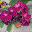 [Bare-root] Streptocarpus 'DS Bonaventure' 樱桃堇兰[Wishlist]
