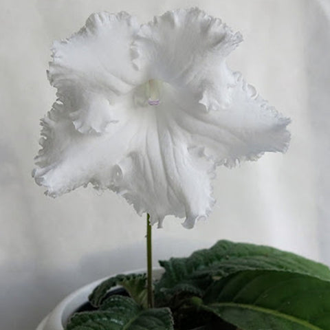 [Bare-root] Streptocarpus ’DS-1288DS‘ 雪崩堇兰[Wishlist]
