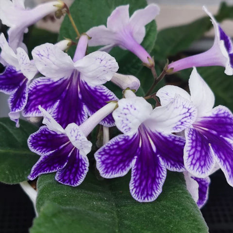 [Bare-root] Streptocarpus 'Purple panda'紫熊猫'堇兰[Wishlist]