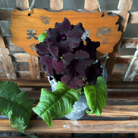 [Bare-root] Streptocarpus 'DS Black Magic' 堇兰黑袍 [Wishlist]
