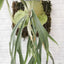 Platy. Mt. Lewis x bifurcatum - photo 2 - square crop