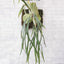 Platy. Mt. Lewis x bifurcatum - square crop