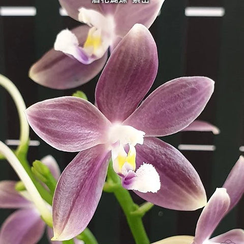 Phal. speciosa 'Purple Mountain' - flower 2 - square crop