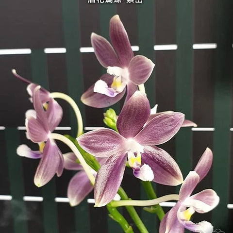 Phal. speciosa 'Purple Mountain' - flower 3 - square crop