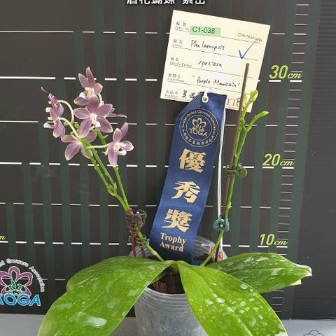Phal. speciosa 'Purple Mountain' - flower 4 - square crop