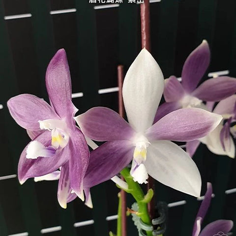 Phal. speciosa 'Purple Mountain' - square crop