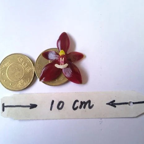 [Bare-root][Import AS-IS] #PA# Phal. cornu-cervi var. chattaladae (4N) 鹿角蝴蝶4N超大紅個體 [2.5" BS][Oct Preorder 26]