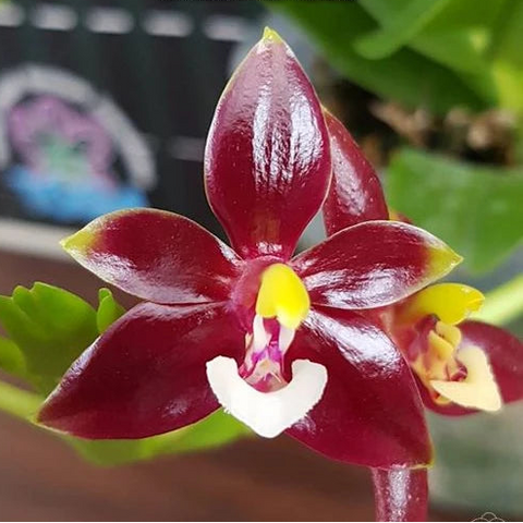 [Bare-root][Import AS-IS] #PA# Phal. cornu-cervi var. chattaladae (4N) 鹿角蝴蝶4N超大紅個體 [2.5" BS][Oct Preorder 26]