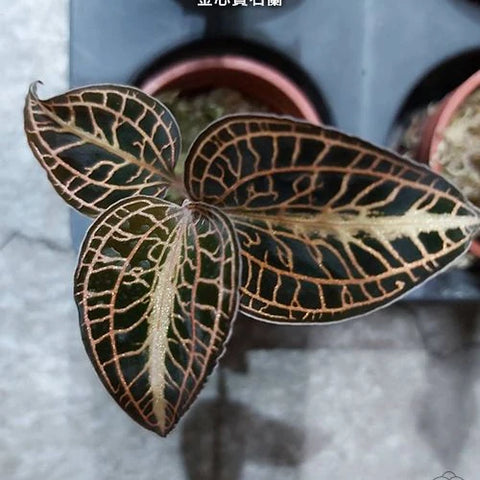 Anct. roxburghii 'Golden Heart' - photo 3 - square crop