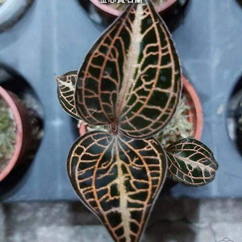Anct. roxburghii 'Golden Heart' - photo 2 - square crop