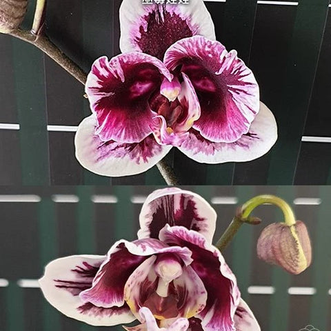 Phal. Hsinying Little Knight 'Voodoo' - flower 3 - square crop