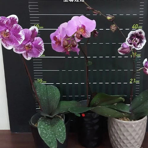 Phal. Hsinying Little Knight 'Voodoo' - flower 5 - square crop