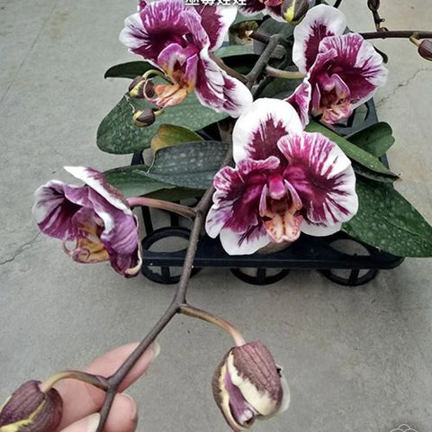 Phal. Hsinying Little Knight 'Voodoo' - flower 4 - square crop
