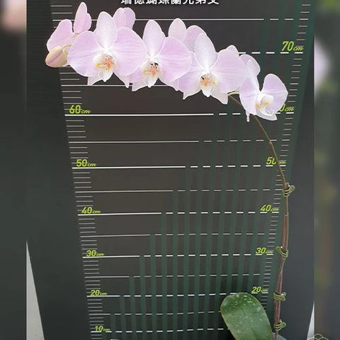 Phal. sanderiana x sib - flower 2 - square crop