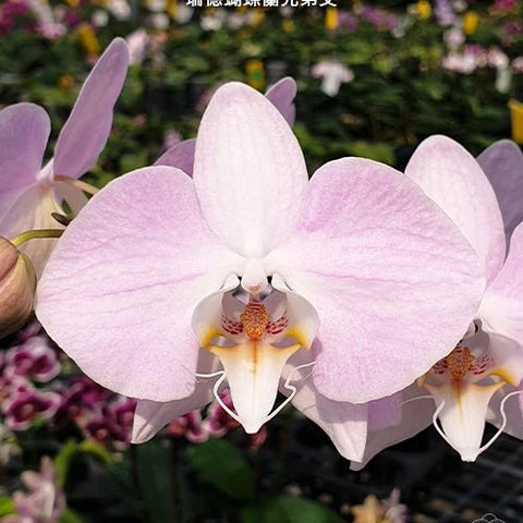 Phal. sanderiana x sib - square crop