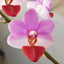 Phal. Jiaho Cherry x lobbii - square crop