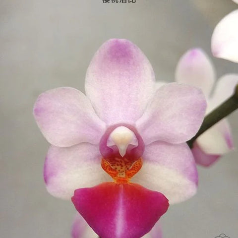 Phal. Jiaho Cherry x lobbii - flower 2 - square crop