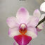 Phal. Jiaho Cherry x lobbii - flower 2 - square crop