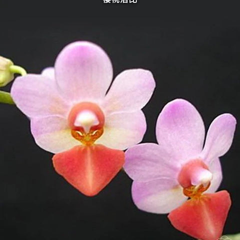 Phal. Jiaho Cherry x lobbii - flower 3 - square crop