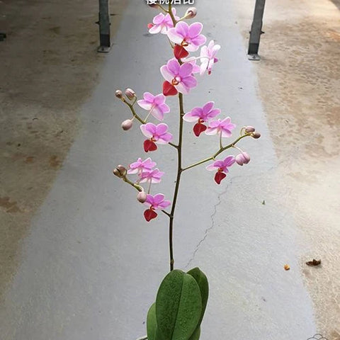 Phal. Jiaho Cherry x lobbii - flower 4 - square crop