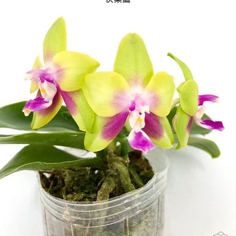 Phal. KS Happy Eagle - flower 5 - square crop