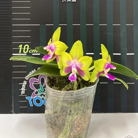Phal. KS Happy Eagle - flower 6 - square crop