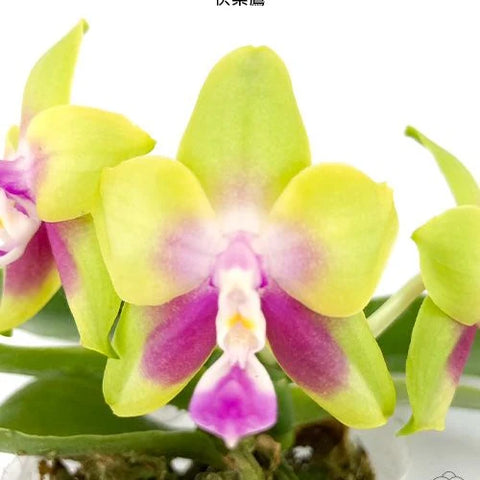 Phal. KS Happy Eagle - flower 3 - square crop