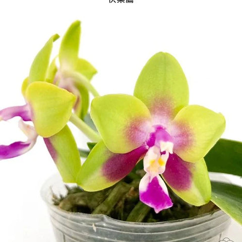 Phal. KS Happy Eagle - flower 4 - square crop
