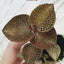 Anoectochilus sp. - square crop