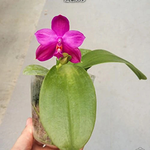 Phal. Yaphon Red Ice - flower 4 - square crop