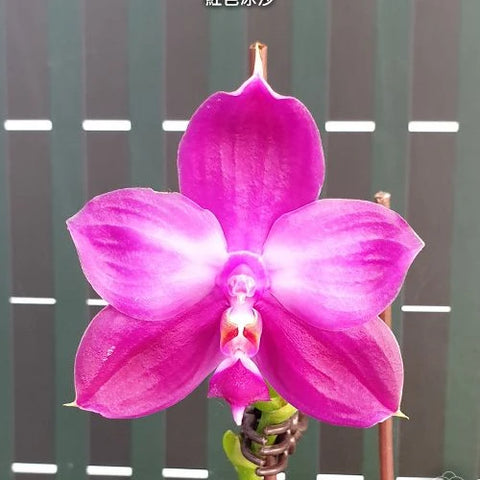 Phal. Yaphon Red Ice - square crop