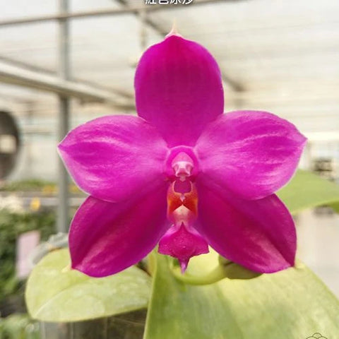 Phal. Yaphon Red Ice - flower 3 - square crop