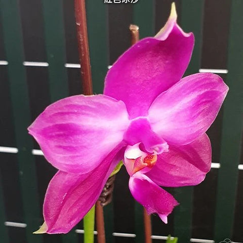 Phal. Yaphon Red Ice - flower 2 - square crop