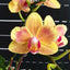 Phal. Miki Rendering Yellow - square crop