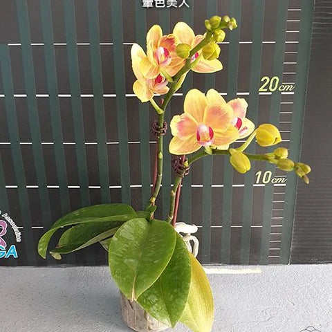 Phal. Miki Rendering Yellow - flower 3 - square crop