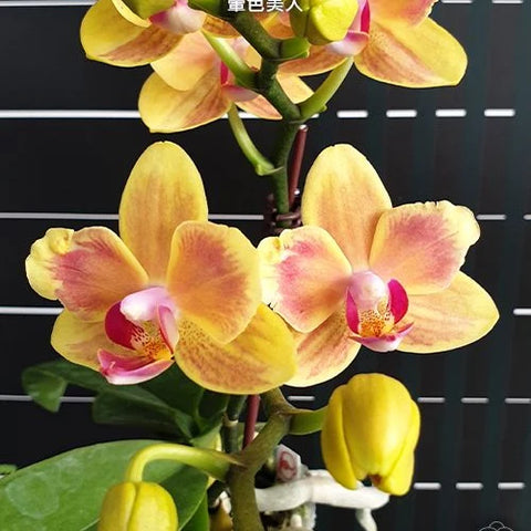 Phal. Miki Rendering Yellow - flower 2 - square crop