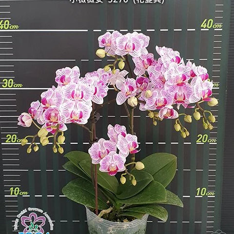 Phal. Taida Little Vivien '3270' (peloric) - flower 3