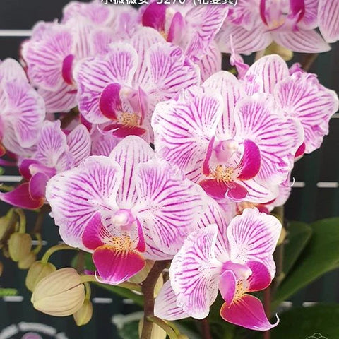 Phal. Taida Little Vivien '3270' (peloric) - flower 2