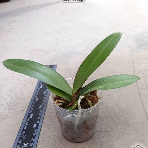 Phal. Hwa Yuan Five Star - 2.5 inch plant size reference - square crop