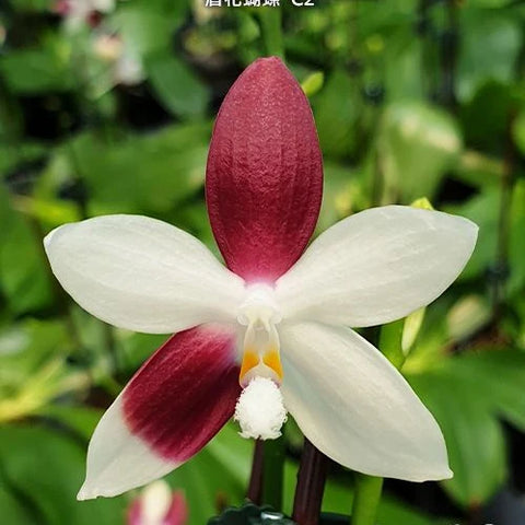 Phal. tetraspis 'C2' - square crop