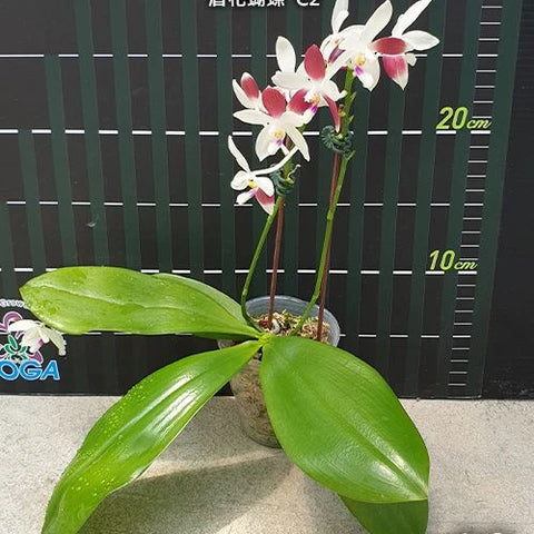Phal. tetraspis 'C2' - flower 4 - square crop