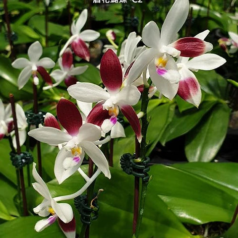 Phal. tetraspis 'C2' - flower 3 - square crop