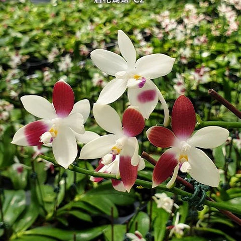Phal. tetraspis 'C2' - flower 2 - square crop