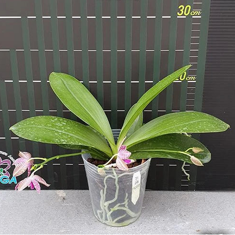 [Bare-root][Import AS-IS] #PA# Phal. lueddemanniana × sib (Long Pedicels) 路德 (長梗) [2.5" BS][Oct Preorder 26]