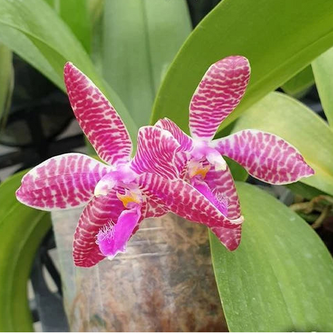 [Bare-root][Import AS-IS] #PA# Phal. lueddemanniana × sib (Long Pedicels) 路德 (長梗) [2.5" BS][Oct Preorder 26]