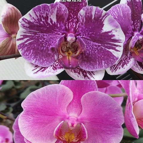 Phal. Hsinying Little Knight 'Voodoo' - flower 2 - square crop