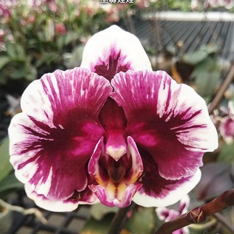 Phal. Hsinying Little Knight 'Voodoo' - square crop